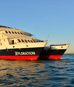 Celebrity Xploration