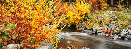 Herbstwald